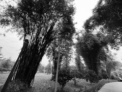 -橘子洲景区