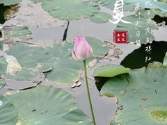 -艾溪湖湿地公园