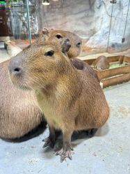 -Zoolung Zoolung动物主题公园(海信广场店)