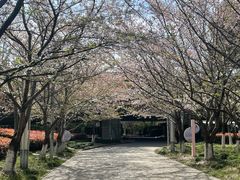 -高东镇樱花园