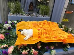 -彩虹桥宠物火化殡葬善终服务(金乐大厦店)