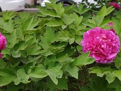 -洛阳市隋唐城遗址植物园