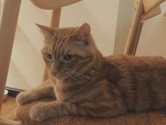 -滚猫咖啡·猫咖·猫友好撸猫(未来城店)