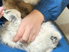 -爱派特动物医院·全科诊疗中心