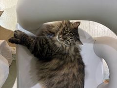 -藏猫猫咖啡主题馆(中央大道店)