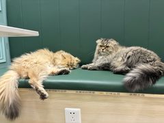 -安格丽娜·狗咖·猫咖羊驼咖(春熙路百盛商场店)