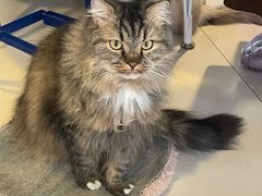 -平行世界·猫咖(首经贸店)