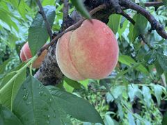-老袁家蜜桃农场·阳山水蜜桃
