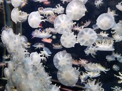 -太平洋海底世界