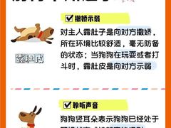 -翊宠yipet猫狗购宠庄园犬舍•猫舍