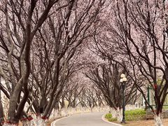 -石家庄市植物园