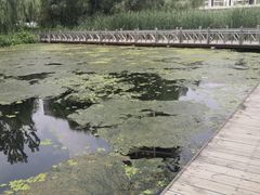 -长白岛森林公园