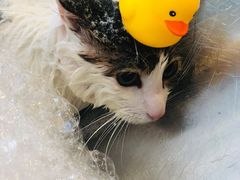 -PETKIT小佩宠物(古北店)