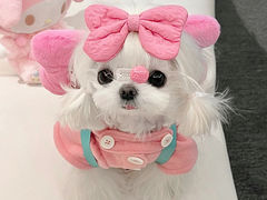 -萌宠之家·腊肠犬·马尔泰·小体犬舍
