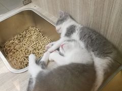 -飞行喵MR PILOT|猫舍·猫咖(静安大融城店)
