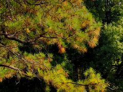 -上海共青森林公园