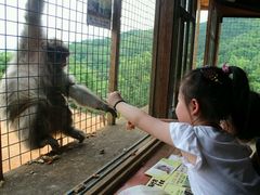 -岚山猴子公园