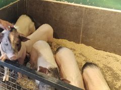 -昆明大悦城未来动物城(螺蛳湾中心店)