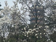 -北寺塔