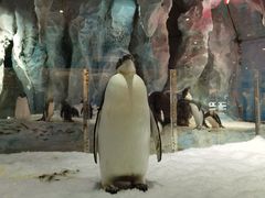 -帝企鹅自助餐厅•儿童岛•真企鹅(长隆企鹅酒店)