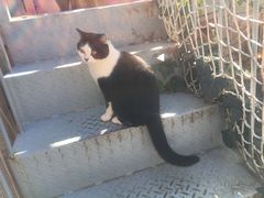 -喵屿·大理花园猫咖