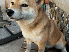 -柴犬高等学院·狗咖·柴犬售卖·宠物训练