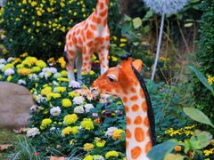 -上海共青森林公园