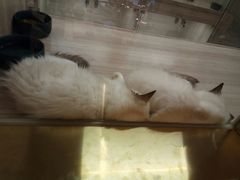 -飞行喵MR PILOT|猫舍·猫咖(静安大融城店)