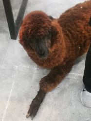 -神奇动物撸宠馆·羊驼·小浣熊·异宠(豫园店)