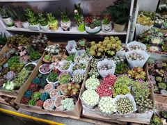 -循礼门鲜花花市(武汉循礼门店)