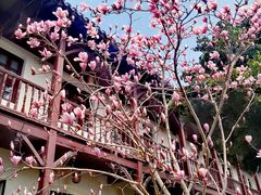 -苏州文庙(姑苏区)