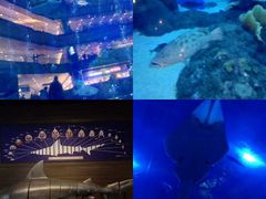 -成都浩海立方海洋公园