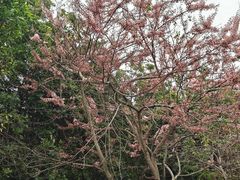 -东莞植物园