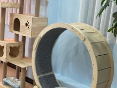 -喵宠乐园·撸猫互动·猫舍