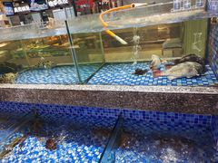 -海派美食·家宴海鲜青岛菜·石锅鲽鱼头(东方城店)