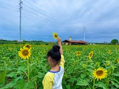 -杭州湾海上花田景区