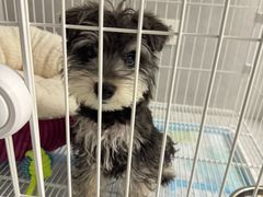 -翊宠yipet猫狗购宠庄园犬舍•猫舍