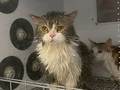 -comecome来吧宠物(奥克斯中心店)