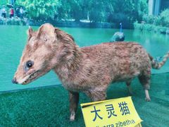 -西双版纳原始森林公园