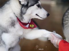 -Husky Go! 哈士奇体验馆·宠物咖啡厅狗咖
