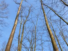 -桤木河湿地公园