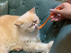 -猫色咖啡·猫咖