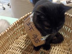 -怪兽屋·羊驼·猫咖·狗咖(俊华广场店)