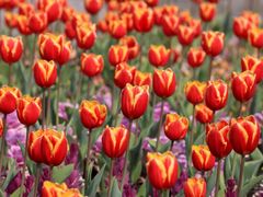 -东方体育中心(地铁站)