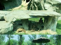 -北京野生动物园