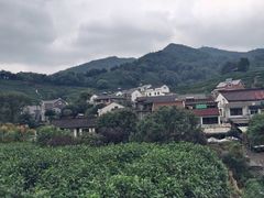 -龙井村