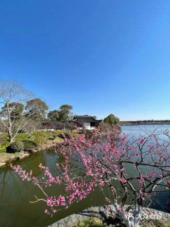 海湾森林公园梅花节,今年终于没有错过。