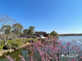 海湾森林公园梅花节，今年终于没有错过。