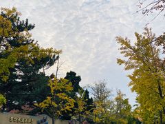 -八大关景区