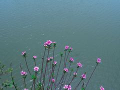 -三垟湿地